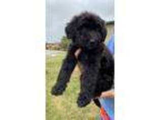 Labradoodle Puppy for sale in Covington, KY, USA