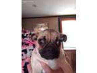 Pug Puppy for sale in Hicksville, OH, USA