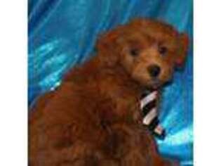 Mutt Puppy for sale in Baldwin, NY, USA