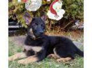 German Shepherd Dog Puppy for sale in Ingleside, IL, USA