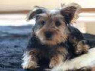Yorkshire Terrier Puppy for sale in Bayfield, CO, USA
