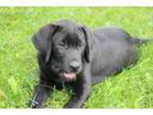 Labrador Retriever Puppy for sale in Carson City, MI, USA