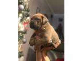 Cane Corso Puppy for sale in Crete, IL, USA