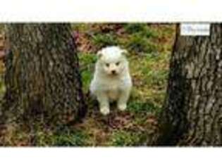 Samoyed Puppy for sale in Springfield, MO, USA
