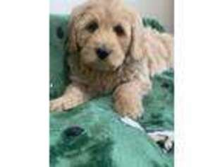 Goldendoodle Puppy for sale in Worcester, MA, USA