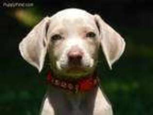 Weimaraner Puppy for sale in Hodgenville, KY, USA
