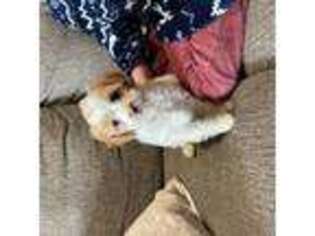 Cavapoo Puppy for sale in Battle Ground, WA, USA