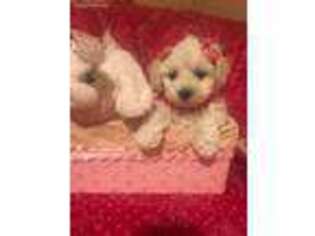 Maltese Puppy for sale in Farmington, MI, USA