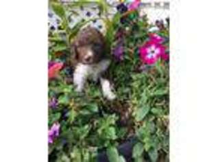 Labradoodle Puppy for sale in Ocean Park, WA, USA