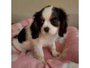 Cavalier King Charles Spaniel Puppy for sale in Hudson, FL, USA