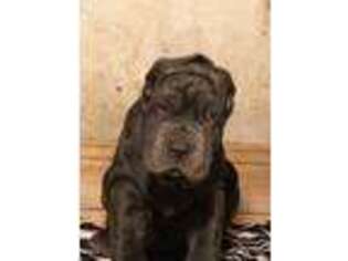 Neapolitan Mastiff Puppy for sale in Dallas, TX, USA
