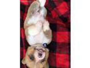 Pembroke Welsh Corgi Puppy for sale in Park Hill, OK, USA