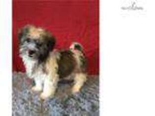 Havanese Puppy for sale in Cleveland, OH, USA