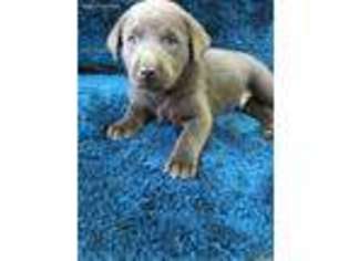 Labrador Retriever Puppy for sale in Marion, KY, USA