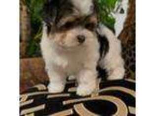 Maltese Puppy for sale in Fort Worth, TX, USA