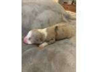 Australian Shepherd Puppy for sale in Cortlandt Manor, NY, USA