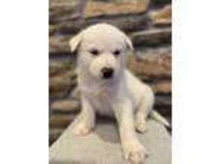Siberian Husky Puppy for sale in Coopersburg, PA, USA