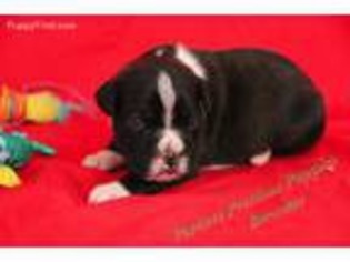Boxer Puppy for sale in Hickory, NC, USA