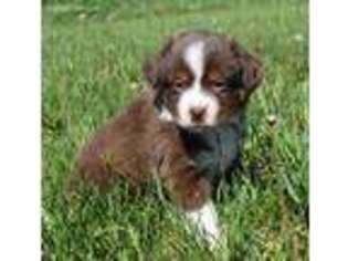 Miniature Australian Shepherd Puppy for sale in Hatley, WI, USA