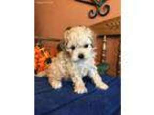 Cavapoo Puppy for sale in Seneca, KS, USA