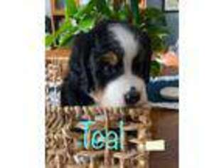 Bernese Mountain Dog Puppy for sale in Ringgold, GA, USA