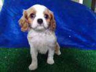 Cavalier King Charles Spaniel Puppy for sale in Scottville, MI, USA