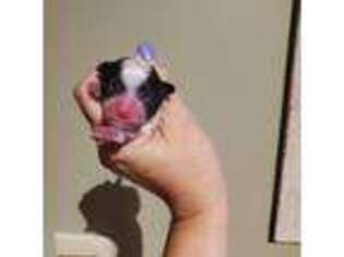 Maltese Puppy for sale in Ravenna, MI, USA
