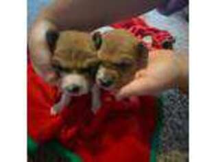 Basenji Puppy for sale in Odessa, TX, USA