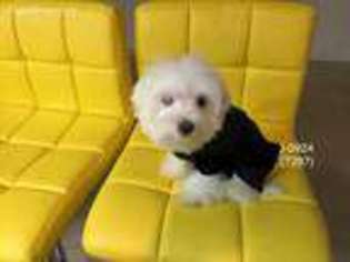 Maltese Puppy for sale in Harwood, MD, USA