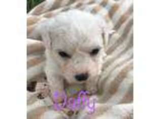 Bichon Frise Puppy for sale in Beulah, CO, USA