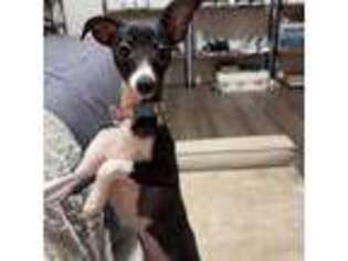 Italian Greyhound Puppy for sale in Gilbert, AZ, USA