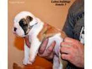 Bulldog Puppy for sale in Valrico, FL, USA