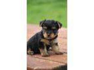 Yorkshire Terrier Puppy for sale in FREDERICKSBURG, PA, USA