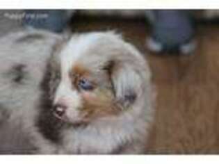 Miniature Australian Shepherd Puppy for sale in Tooele, UT, USA