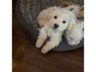 Maltese Puppy for sale in Newaygo, MI, USA