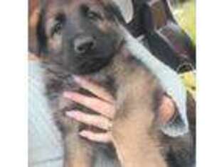 German Shepherd Dog Puppy for sale in Colonial Heights, VA, USA