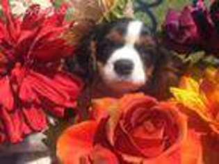 Cavalier King Charles Spaniel Puppy for sale in Cushing, OK, USA