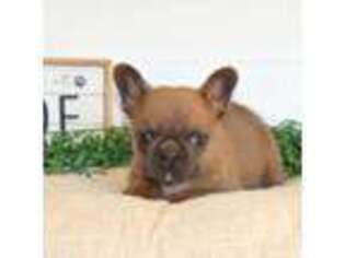 French Bulldog Puppy for sale in Kinzers, PA, USA