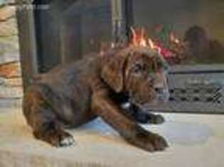 Cane Corso Puppy for sale in Mazomanie, WI, USA