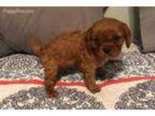 Cavalier King Charles Spaniel Puppy for sale in Wilburton, OK, USA