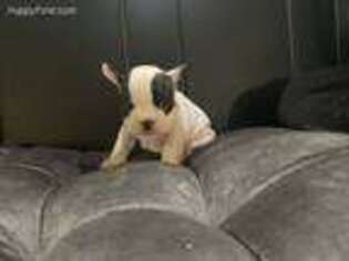 French Bulldog Puppy for sale in Manassas, VA, USA