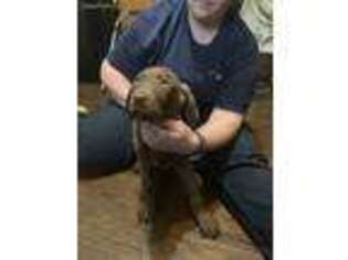 Chesapeake Bay Retriever Puppy for sale in Kokomo, IN, USA