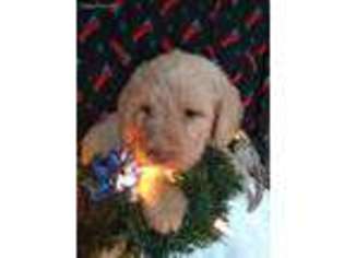Labradoodle Puppy for sale in Westminster, SC, USA