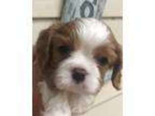 Cavalier King Charles Spaniel Puppy for sale in Garber, OK, USA