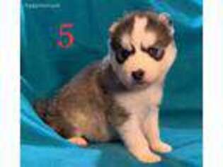 Siberian Husky Puppy for sale in Eldorado, OK, USA