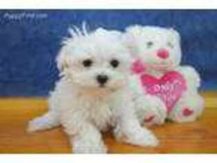 Maltese Puppy for sale in Chilton, WI, USA