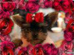 Yorkshire Terrier Puppy for sale in Columbia Falls, MT, USA