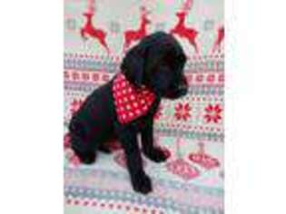 Labrador Retriever Puppy for sale in Whiteford, MD, USA
