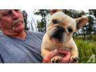 French Bulldog Puppy for sale in BOSWELL, OK, USA