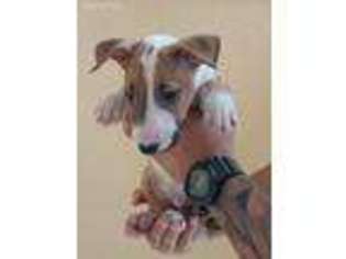Bull Terrier Puppy for sale in Oviedo, FL, USA